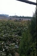 土地流转要规范有序，充分尊重农民意愿